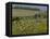 Old Barn Next to Blooming Cherry Orchard and Field of Dandelions, Leelanau County, Michigan, USA-Mark Carlson-Framed Premier Image Canvas