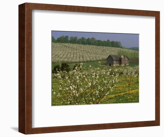 Old Barn Next to Blooming Cherry Orchard and Field of Dandelions, Leelanau County, Michigan, USA-Mark Carlson-Framed Photographic Print