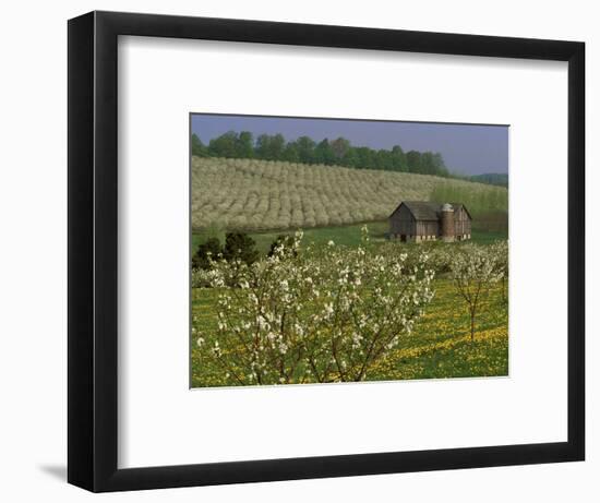 Old Barn Next to Blooming Cherry Orchard and Field of Dandelions, Leelanau County, Michigan, USA-Mark Carlson-Framed Photographic Print