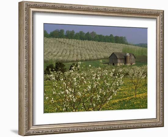 Old Barn Next to Blooming Cherry Orchard and Field of Dandelions, Leelanau County, Michigan, USA-Mark Carlson-Framed Photographic Print