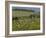 Old Barn Next to Blooming Cherry Orchard and Field of Dandelions, Leelanau County, Michigan, USA-Mark Carlson-Framed Photographic Print