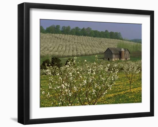 Old Barn Next to Blooming Cherry Orchard and Field of Dandelions, Leelanau County, Michigan, USA-Mark Carlson-Framed Photographic Print