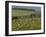 Old Barn Next to Blooming Cherry Orchard and Field of Dandelions, Leelanau County, Michigan, USA-Mark Carlson-Framed Photographic Print