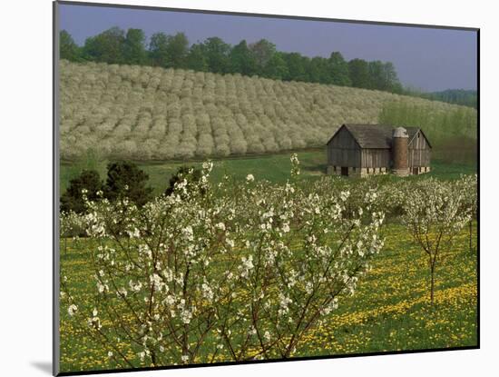 Old Barn Next to Blooming Cherry Orchard and Field of Dandelions, Leelanau County, Michigan, USA-Mark Carlson-Mounted Photographic Print
