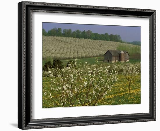 Old Barn Next to Blooming Cherry Orchard and Field of Dandelions, Leelanau County, Michigan, USA-Mark Carlson-Framed Photographic Print