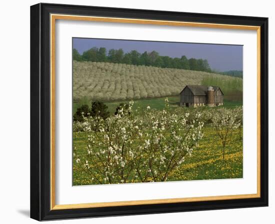 Old Barn Next to Blooming Cherry Orchard and Field of Dandelions, Leelanau County, Michigan, USA-Mark Carlson-Framed Photographic Print