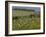 Old Barn Next to Blooming Cherry Orchard and Field of Dandelions, Leelanau County, Michigan, USA-Mark Carlson-Framed Photographic Print