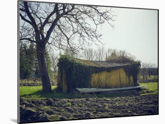 Old barn on a meadow with tree and the sun, autumn, back light-Axel Killian-Mounted Photographic Print