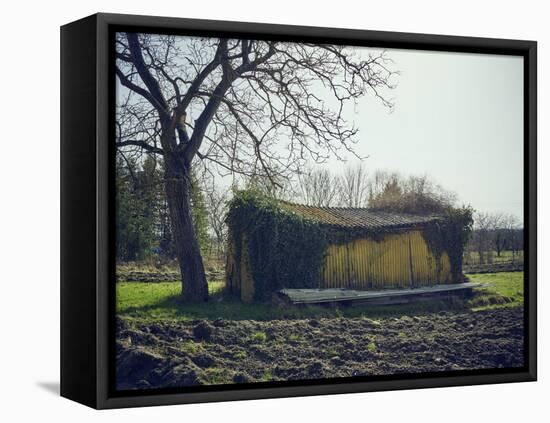 Old barn on a meadow with tree and the sun, autumn, back light-Axel Killian-Framed Premier Image Canvas