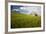 Old Barn Surrounded by Spring Wheat Field, Pr-Terry Eggers-Framed Photographic Print