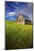 Old Barn Surrounded by Spring Wheat Field, Pr-Terry Eggers-Mounted Photographic Print