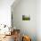 Old Barn Surrounded by Spring Wheat Field, Pr-Terry Eggers-Photographic Print displayed on a wall