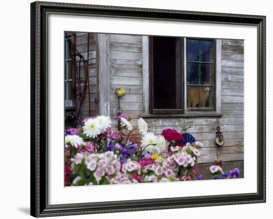 Old Barn with Cat in the Window, Whitman County, Washington, USA-Julie Eggers-Framed Photographic Print