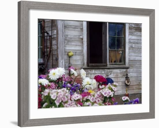 Old Barn with Cat in the Window, Whitman County, Washington, USA-Julie Eggers-Framed Photographic Print