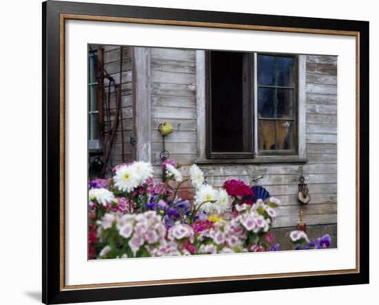 Old Barn with Cat in the Window, Whitman County, Washington, USA-Julie Eggers-Framed Photographic Print