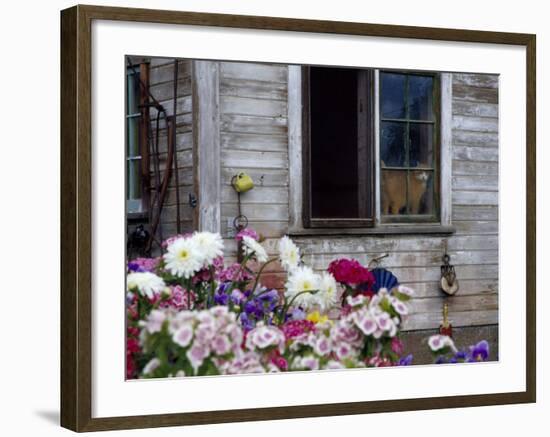 Old Barn with Cat in the Window, Whitman County, Washington, USA-Julie Eggers-Framed Photographic Print