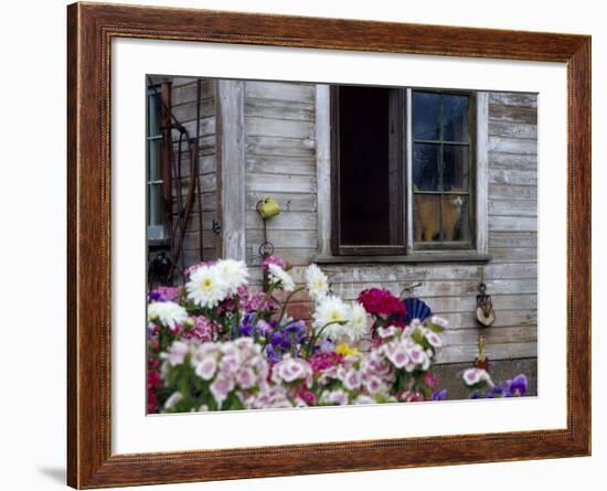 Old Barn with Cat in the Window, Whitman County, Washington, USA-Julie Eggers-Framed Photographic Print