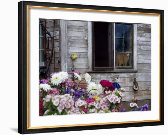 Old Barn with Cat in the Window, Whitman County, Washington, USA-Julie Eggers-Framed Photographic Print