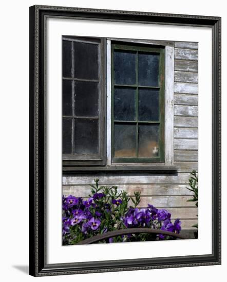 Old Barn with Cat in the Window, Whitman County, Washington, USA-Julie Eggers-Framed Photographic Print