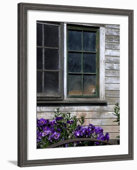 Old Barn with Cat in the Window, Whitman County, Washington, USA-Julie Eggers-Framed Photographic Print