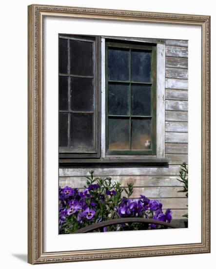 Old Barn with Cat in the Window, Whitman County, Washington, USA-Julie Eggers-Framed Photographic Print