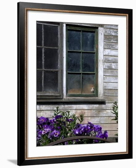 Old Barn with Cat in the Window, Whitman County, Washington, USA-Julie Eggers-Framed Photographic Print