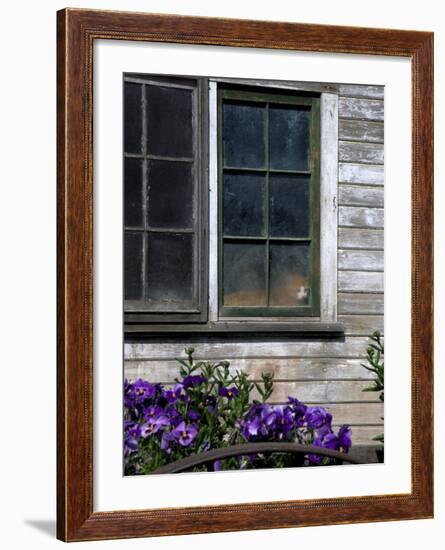 Old Barn with Cat in the Window, Whitman County, Washington, USA-Julie Eggers-Framed Photographic Print