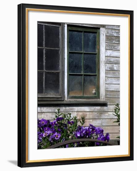 Old Barn with Cat in the Window, Whitman County, Washington, USA-Julie Eggers-Framed Photographic Print