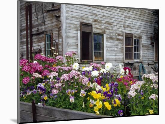 Old Barn with Cat in the Window, Whitman County, Washington, USA-Julie Eggers-Mounted Photographic Print