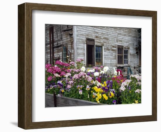 Old Barn with Cat in the Window, Whitman County, Washington, USA-Julie Eggers-Framed Photographic Print