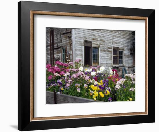 Old Barn with Cat in the Window, Whitman County, Washington, USA-Julie Eggers-Framed Photographic Print