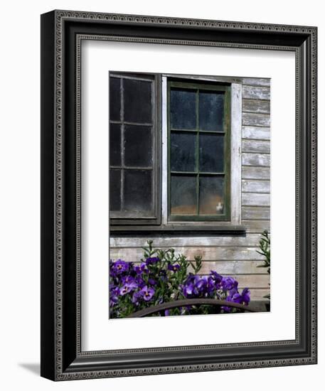 Old Barn with Cat in the Window, Whitman County, Washington, USA-Julie Eggers-Framed Photographic Print