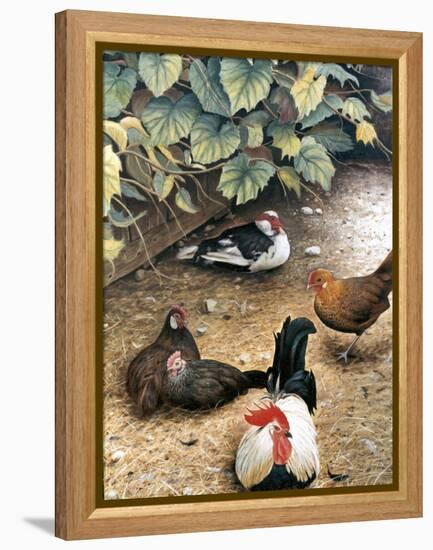 Old Barnyard Chickens-Kevin Dodds-Framed Premier Image Canvas