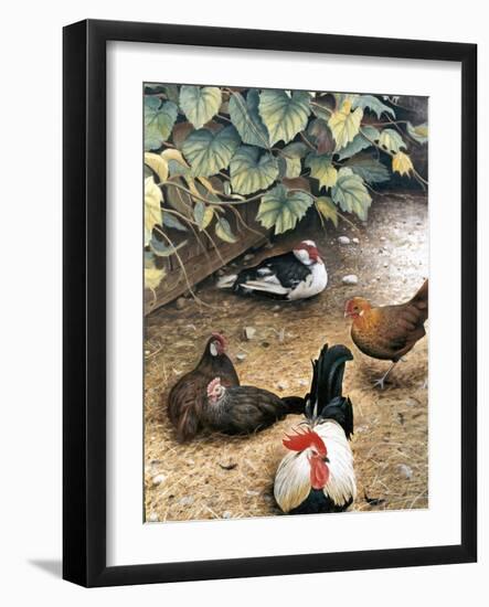 Old Barnyard Chickens-Kevin Dodds-Framed Giclee Print