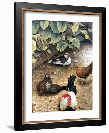 Old Barnyard Chickens-Kevin Dodds-Framed Giclee Print