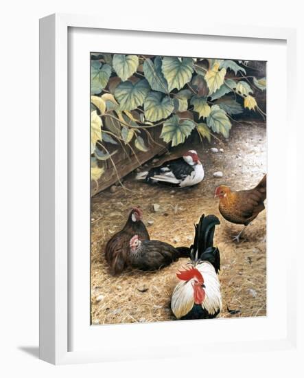 Old Barnyard Chickens-Kevin Dodds-Framed Giclee Print