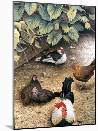 Old Barnyard Chickens-Kevin Dodds-Mounted Giclee Print