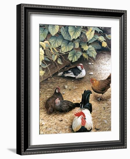 Old Barnyard Chickens-Kevin Dodds-Framed Giclee Print