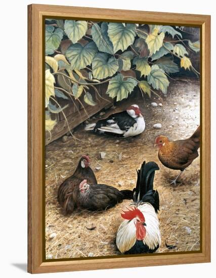 Old Barnyard Chickens-Kevin Dodds-Framed Premier Image Canvas