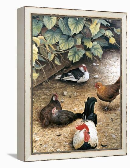 Old Barnyard Chickens-Kevin Dodds-Framed Premier Image Canvas