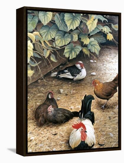 Old Barnyard Chickens-Kevin Dodds-Framed Premier Image Canvas