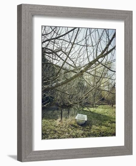 Old Bathtub as a watering place for cattle, orchard in spring-Axel Killian-Framed Photographic Print