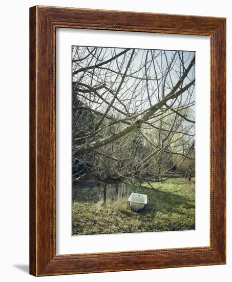 Old Bathtub as a watering place for cattle, orchard in spring-Axel Killian-Framed Photographic Print