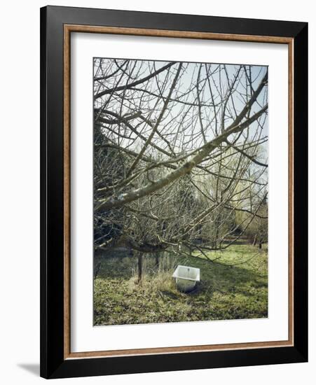 Old Bathtub as a watering place for cattle, orchard in spring-Axel Killian-Framed Photographic Print