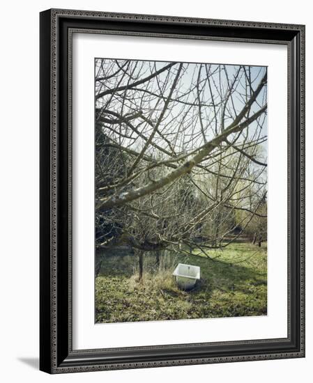 Old Bathtub as a watering place for cattle, orchard in spring-Axel Killian-Framed Photographic Print