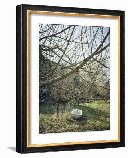 Old Bathtub as a watering place for cattle, orchard in spring-Axel Killian-Framed Photographic Print