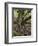 old beech, Kellerwald-Edersee National Park, Paradies, Kellerwald, Hessia, Germany-Michael Jaeschke-Framed Photographic Print