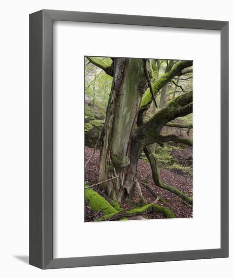 old beech, Kellerwald-Edersee National Park, Paradies, Kellerwald, Hessia, Germany-Michael Jaeschke-Framed Photographic Print