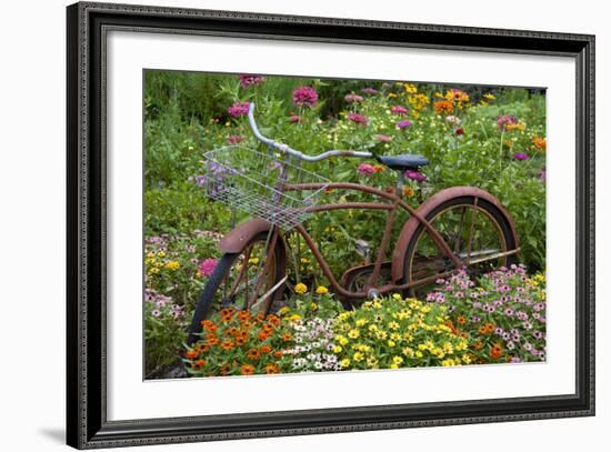 Old Bicycle with Flower Basket in Garden with Zinnias, Marion County, Illinois-Richard and Susan Day-Framed Photographic Print