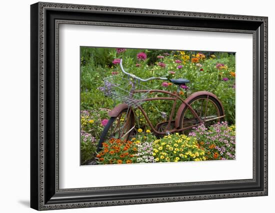 Old Bicycle with Flower Basket in Garden with Zinnias, Marion County, Illinois-Richard and Susan Day-Framed Photographic Print